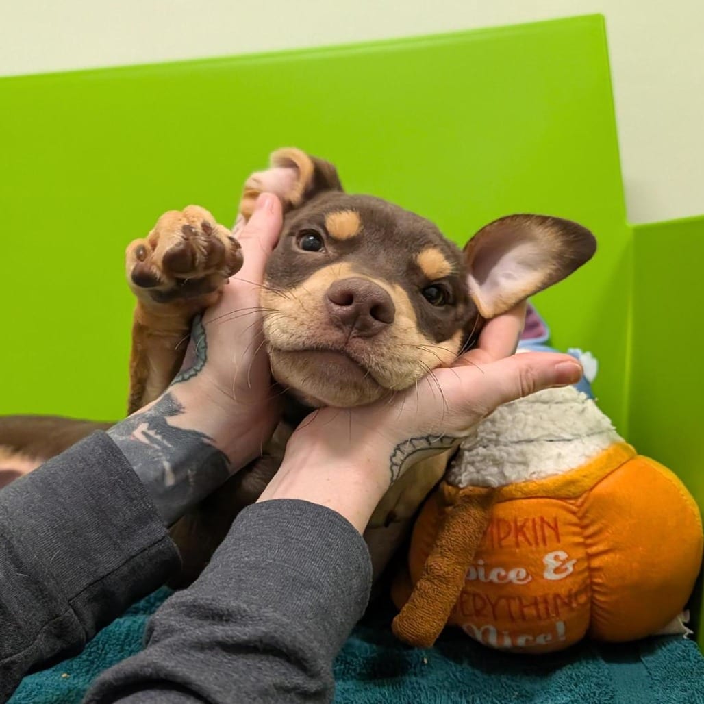 Photo of Kettle, adoptable Mixed Breed (Medium) in Dayton, Ohio