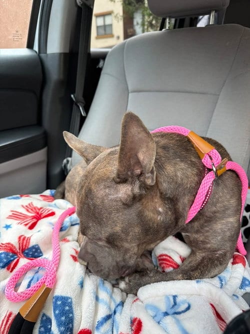 Photo of Hera, adoptable American Staffordshire Terrier in San Diego, California