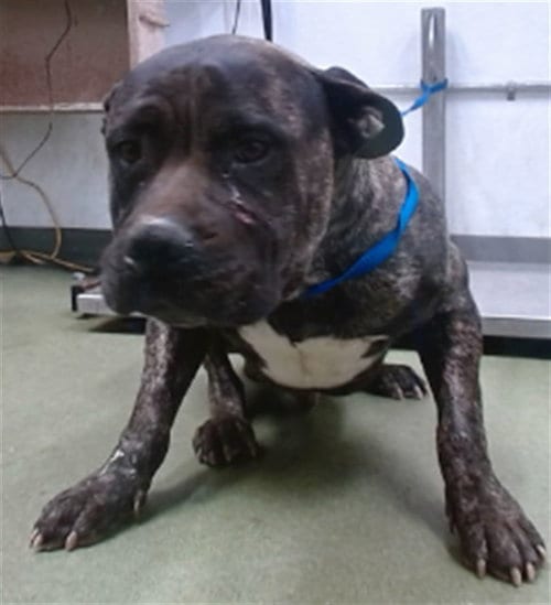 Photo of Calvin, adoptable Mastiff in San Bernardino, California