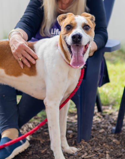 Photo of Corn Cob, adoptable dog in Chamblee, Georgia