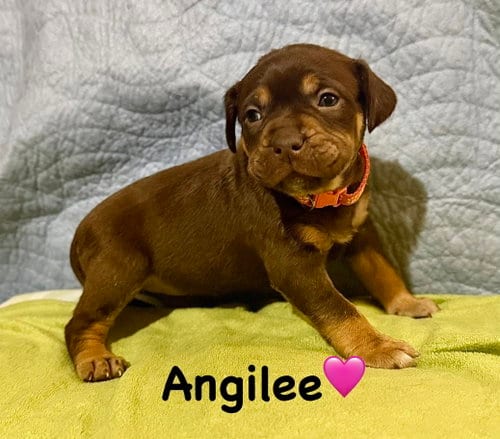 Photo of Angilee- Belles & Beau Litter, adoptable American Staffordshire Terrier in Holly Springs, North Carolina