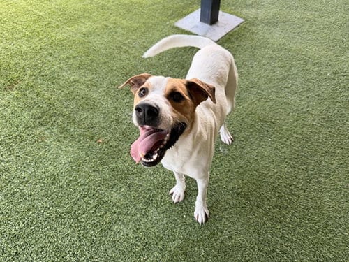 Photo of Taylor, adoptable Labrador Retriever in Garland, Texas