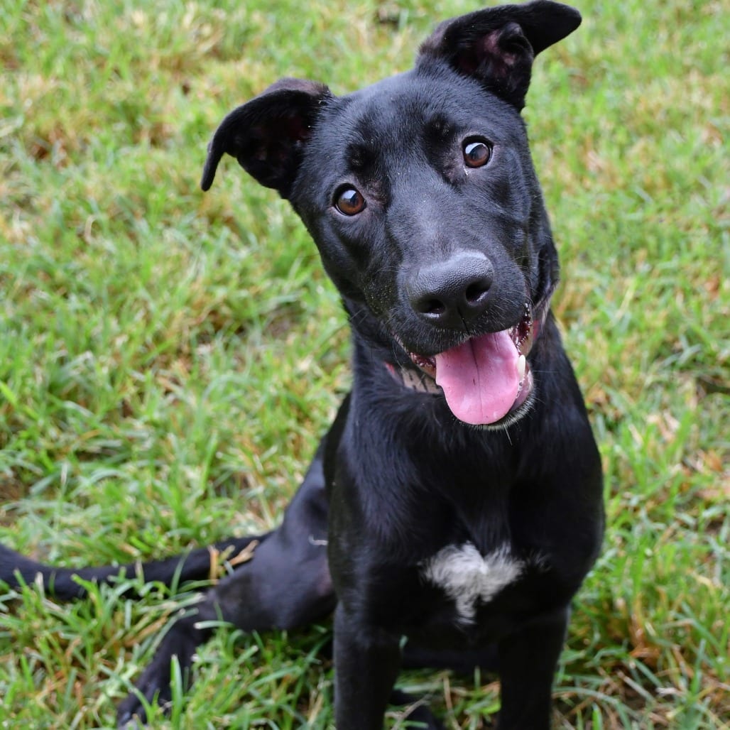Photo of Bonnie, adoptable Retriever, Black Labrador in Beaumont, Texas