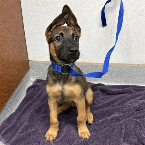 Photo of Ashton, adoptable German Shepherd Dog in Rancho Cucamonga, California