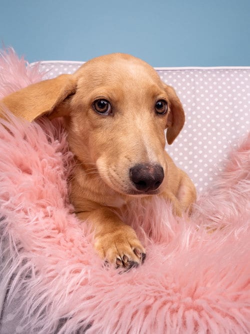 Photo of Ice: Gelato, adoptable Labrador Retriever in Romoland, California