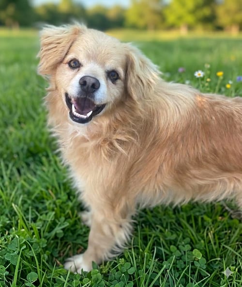 Photo of Buddy, adoptable Cocker Spaniel in Newport Beach, California