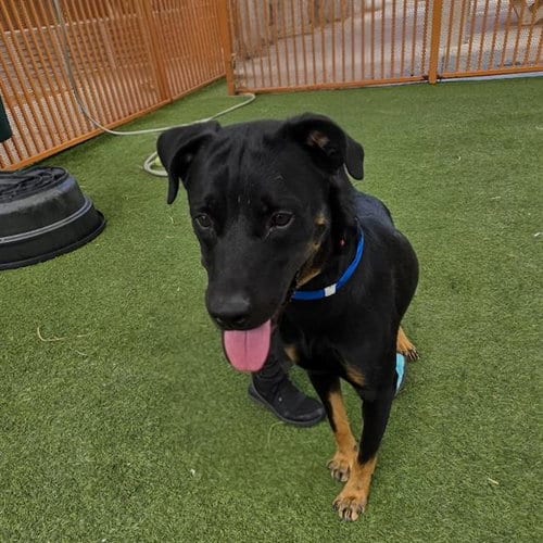 Photo of Charlie, adoptable Rottweiler in Las Vegas, Nevada