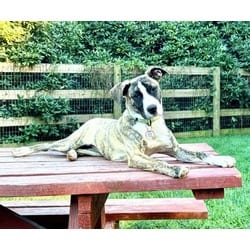 Photo of Bonsai, adoptable American Pit Bull Terrier in Washington, District of Columbia