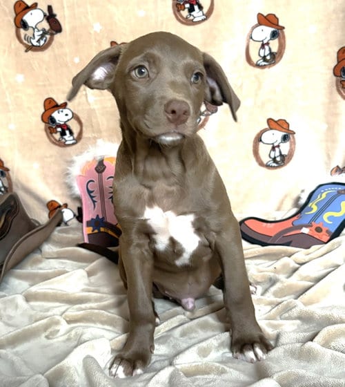 Photo of Colt, adoptable American Pit Bull Terrier in Wetumpka, Alabama