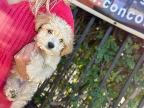 Photo of Cannoli, adoptable Maltese in Dana Point, California