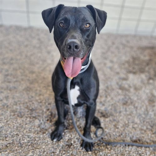 Photo of Precious, adoptable American Pit Bull Terrier in Mesa, Arizona