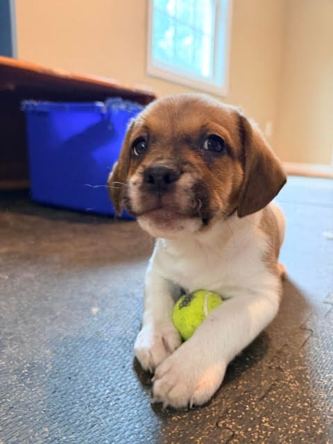 Photo of Koa, adoptable Beagle in Herndon, Virginia