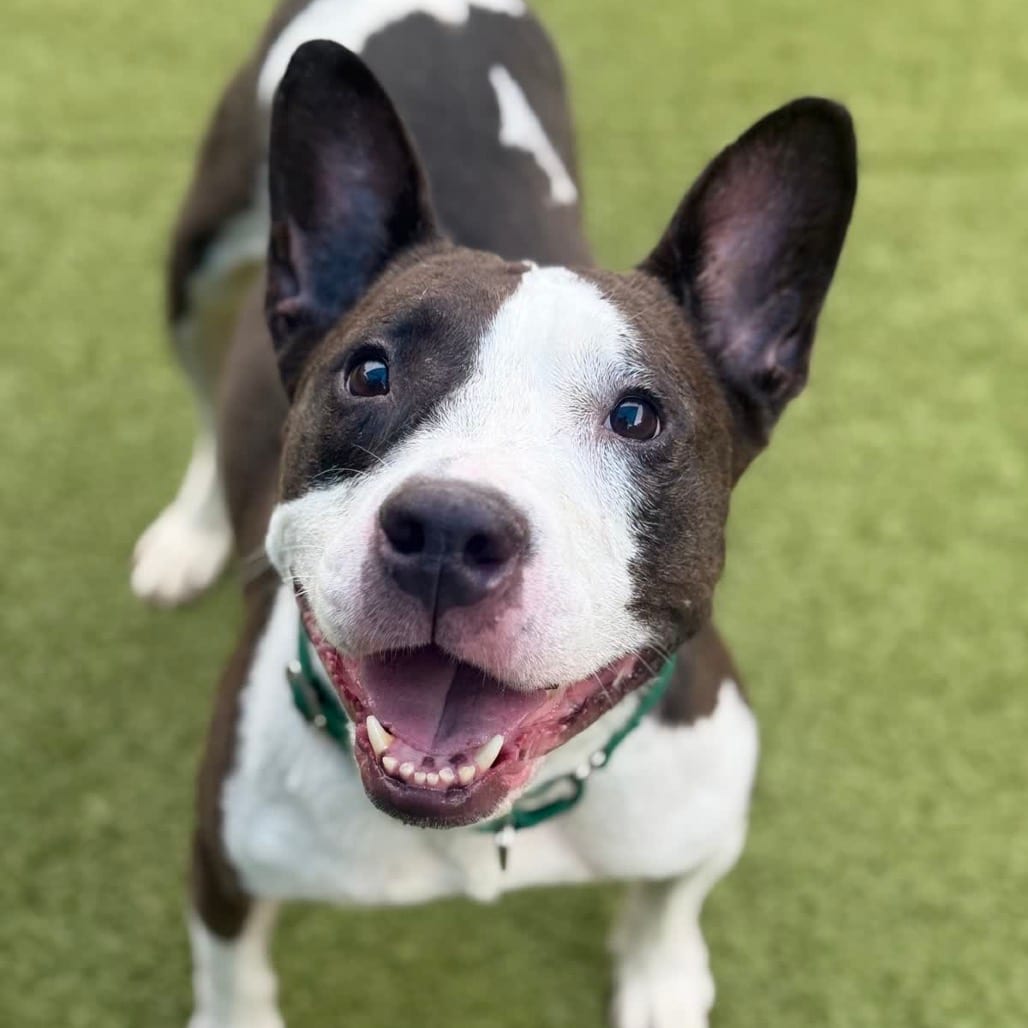 Photo of Star, adoptable Mixed Breed (Medium) in Greensboro, North Carolina