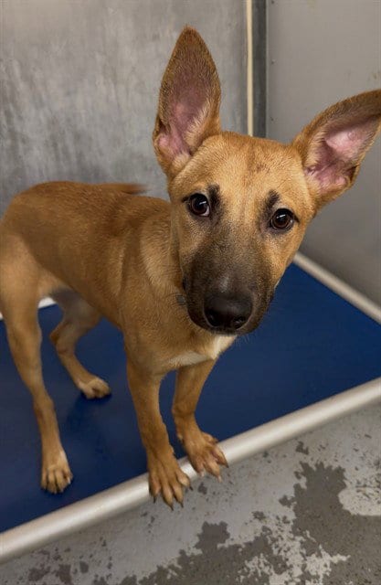 Photo of Giggle, adoptable Belgian Shepherd Malinois in Conroe, Texas