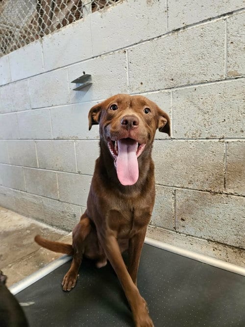 Photo of Bud, adoptable Labrador Retriever in El Centro, California