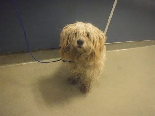 Photo of Heaven, adoptable Maltese in Miami, Florida