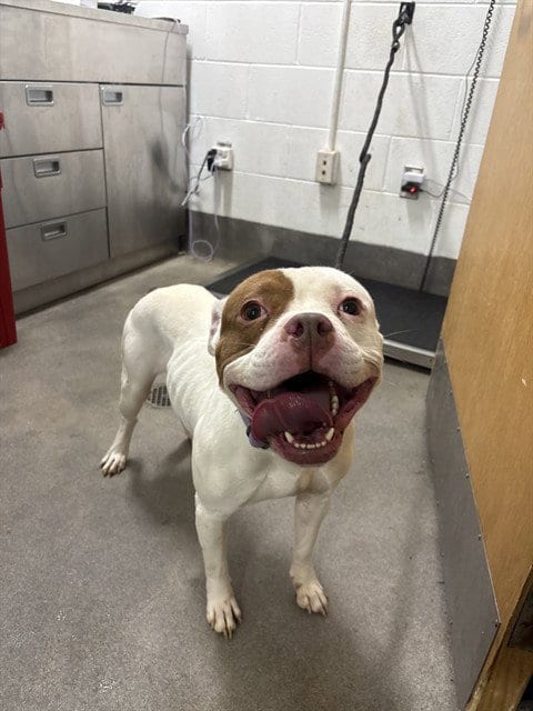 Photo of Diamond, adoptable American Bulldog in Forestville, Maryland