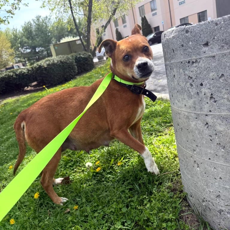 Photo of Hera, adoptable Mixed Breed (Medium) in Maryland, Maryland