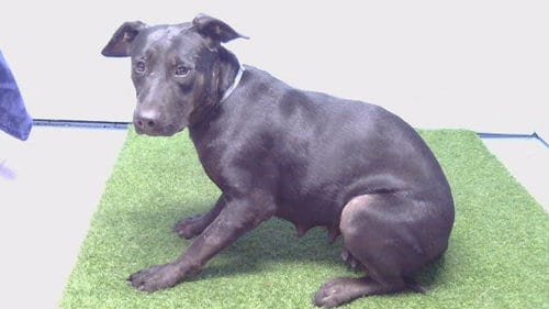 Photo of A5801690, adoptable Labrador Retriever in Gardena, California
