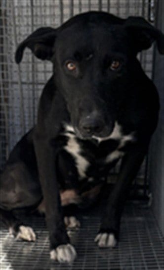 Photo of Nero, adoptable Pit Bull Terrier in Los Angeles, California