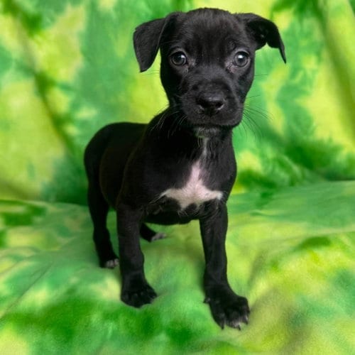 Photo of Bo Peep, adoptable American Staffordshire Terrier in New Oxford, Pennsylvania
