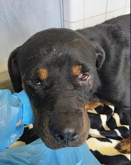 Photo of Lola, adoptable Rottweiler in San Antonio, Texas
