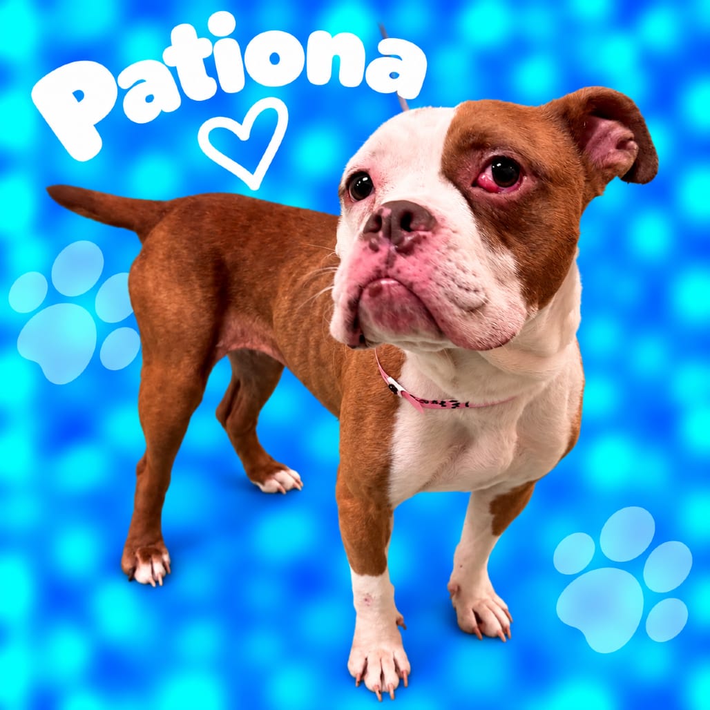 Photo of Pationa, adoptable dog