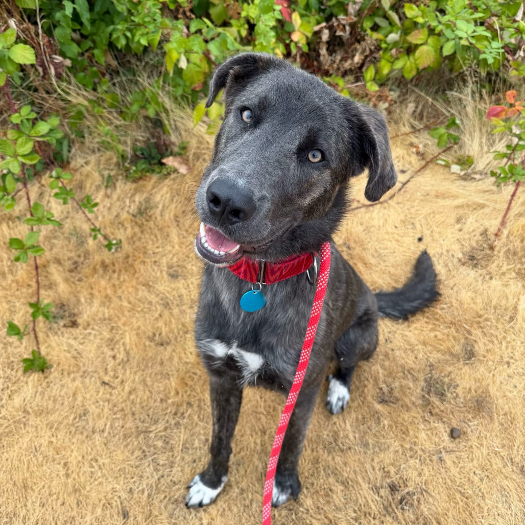 Photo of Beckham, adoptable Mixed Breed (Large) in Portland, Oregon