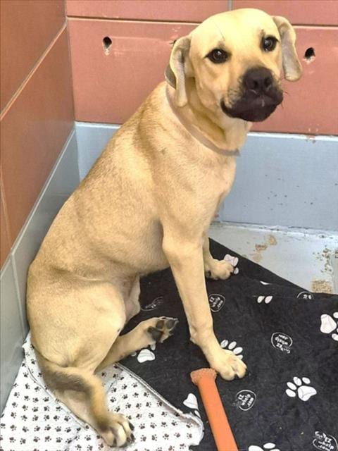 Photo of Terrance, adoptable Staffordshire Bull Terrier in Houston, Texas
