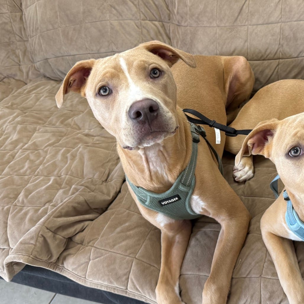 Photo of Mason, adoptable Terrier, American Pit Bull / Mixed Breed (Medium) in Patchogue, New York