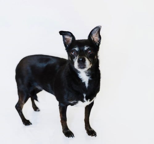 Photo of Allie and Tara, adoptable Chihuahua in York, South Carolina