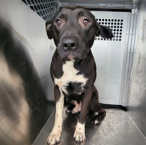Photo of Aybigdog, adoptable Labrador Retriever in Garland, Texas
