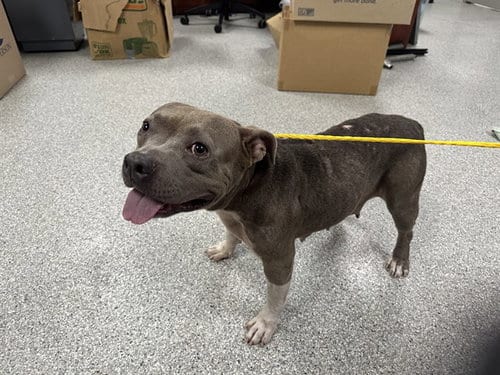Photo of Stella Blue, adoptable Staffordshire Bull Terrier in Pasadena, Texas