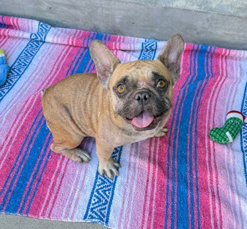 Photo of Gertie, adoptable French Bulldog in Rancho Cucamonga, California