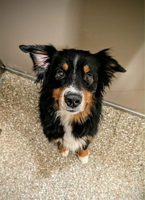 Photo of Richard Nixon, adoptable Australian Shepherd in Clyde, North Carolina