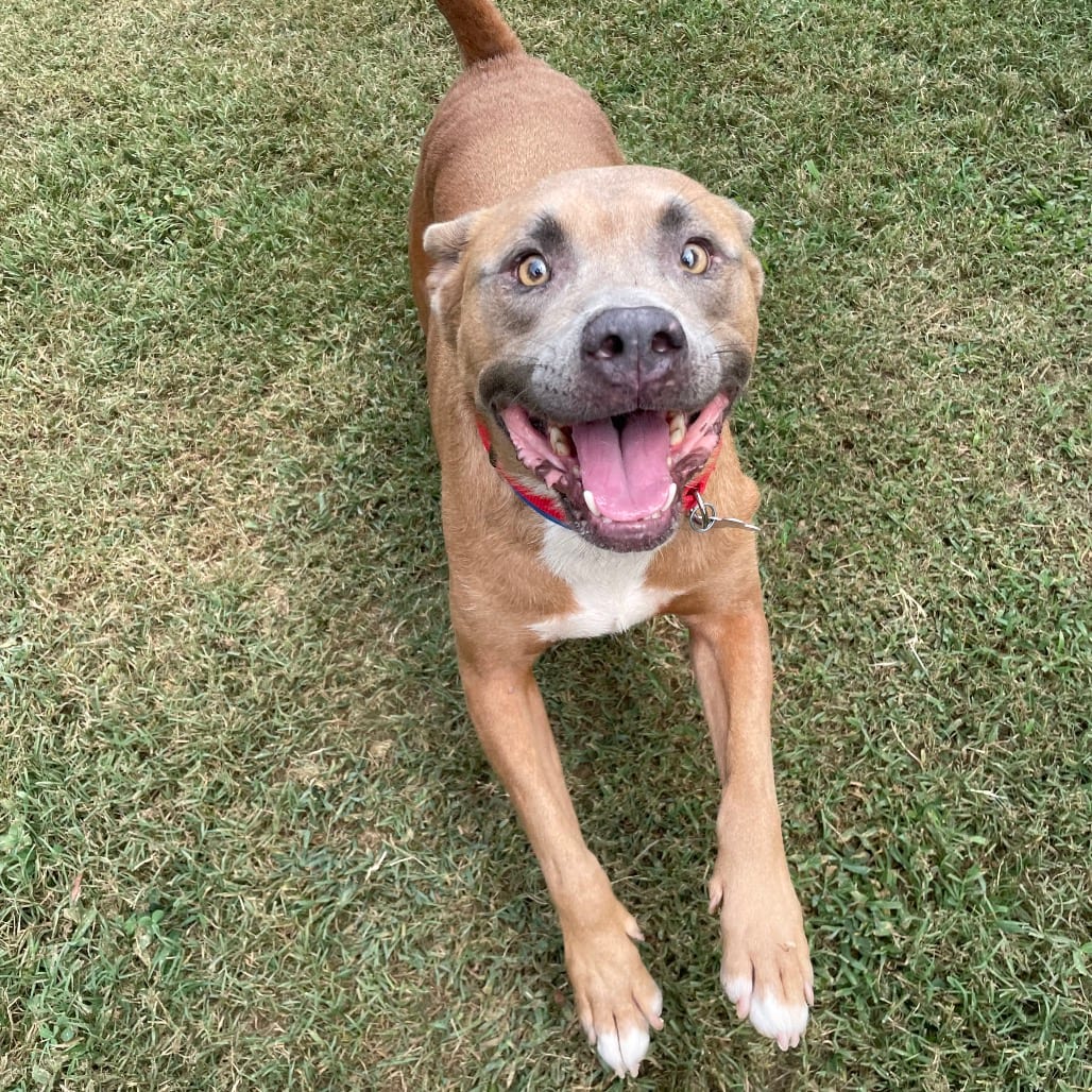 Photo of Pink Floyd, adoptable Mixed Breed (Medium) in Chattanooga, Tennessee