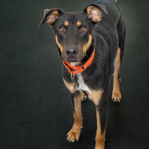 Photo of Beetle, adoptable German Shepherd Dog in St Louis, Missouri
