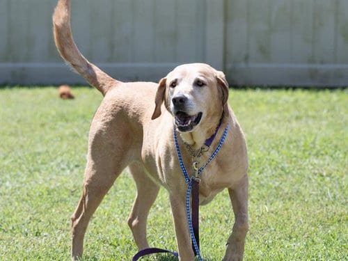 Photo of Kenny, adoptable Golden Retriever in Haw River, North Carolina
