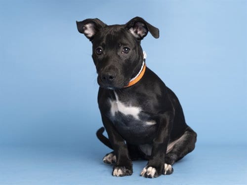 Photo of Layla, adoptable American Pit Bull Terrier in Phoenix, Arizona