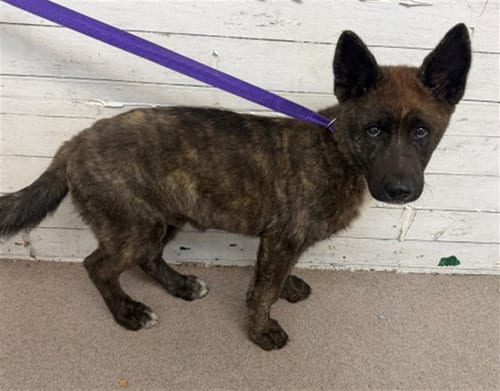 Photo of Samie, adoptable Akita in San Bernardino, California