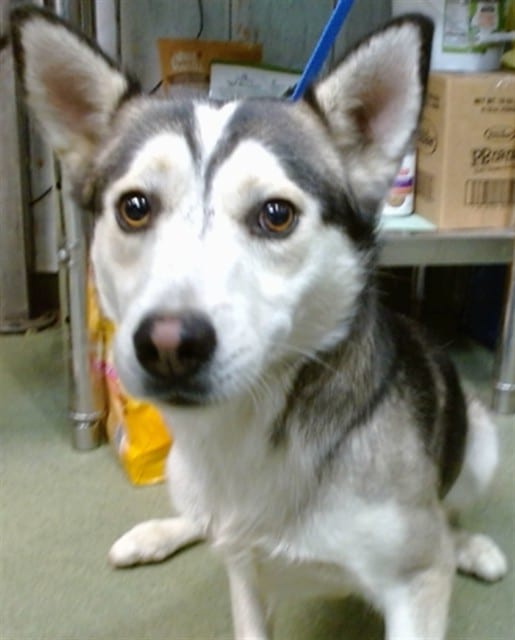 Photo of Senior Husky mix, adoptable Husky mix in Devore, California
