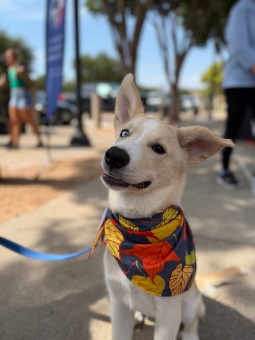 Photo of Murphy, adoptable Siberian Husky in Carrollton, Texas