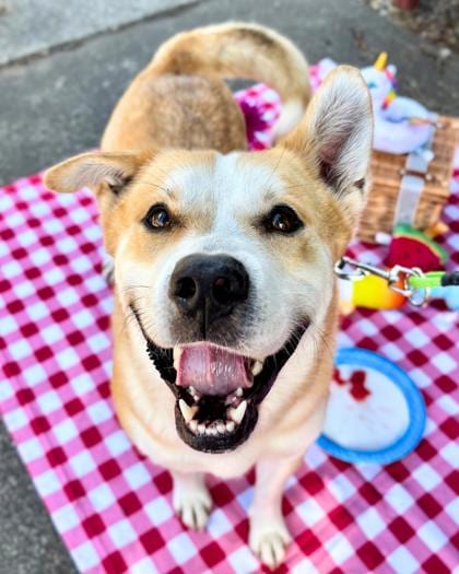 Photo of Boog, adoptable dog in Auburn, Washington