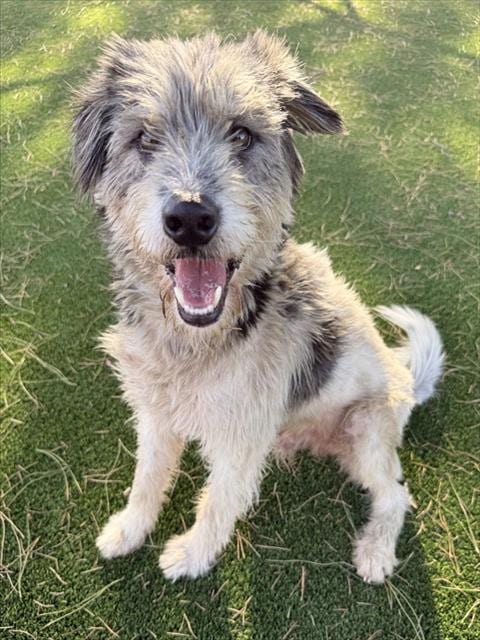 Photo of Pepper, adoptable Terrier in Castaic, California