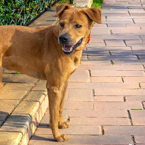 Photo of Eloy, adoptable Labrador Retriever in St Louis, Missouri