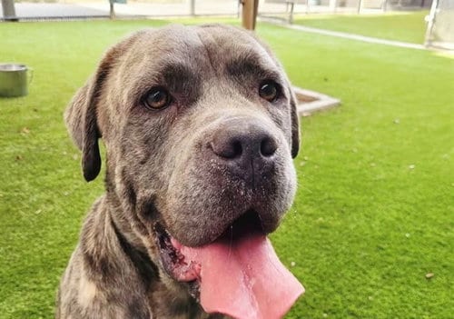 Photo of Tiny, adoptable Mastiff in Martinez, California