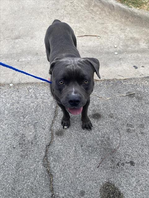 Photo of Mr Gray, adoptable Mixed Breed