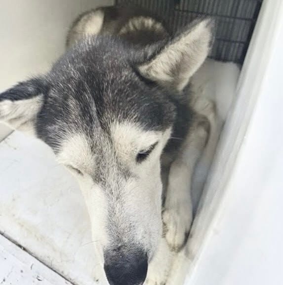 Photo of Senior Siberian Husky, adoptable Siberian Husky in Houston, Texas