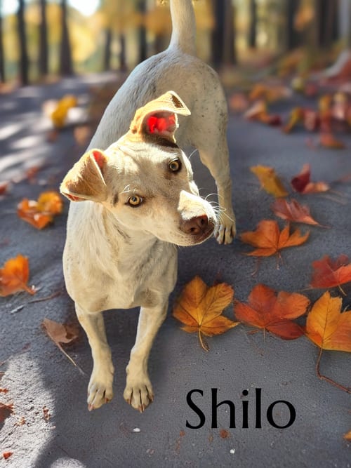 Photo of Shilo, adoptable Chihuahua in Phelan, California
