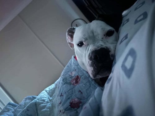 Photo of Skyler "Sky", adoptable American Bulldog in Holly Springs, North Carolina